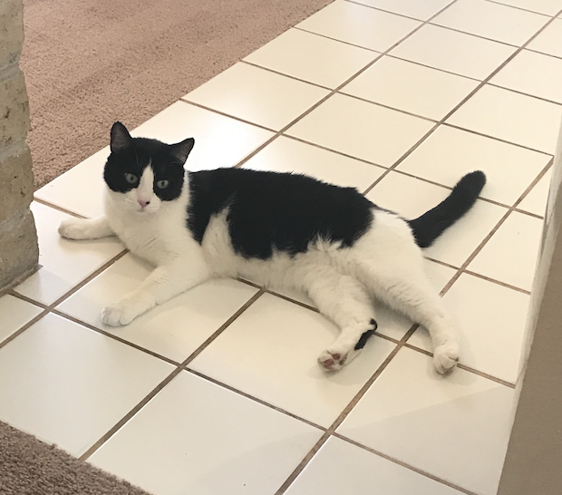 Steve’s rescued tuxedo cat
