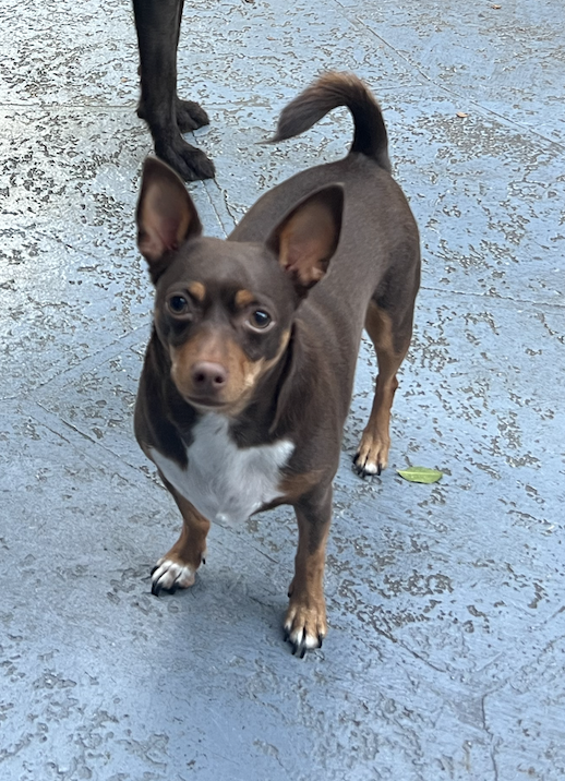 Steve’s rescued Chihuahua mix